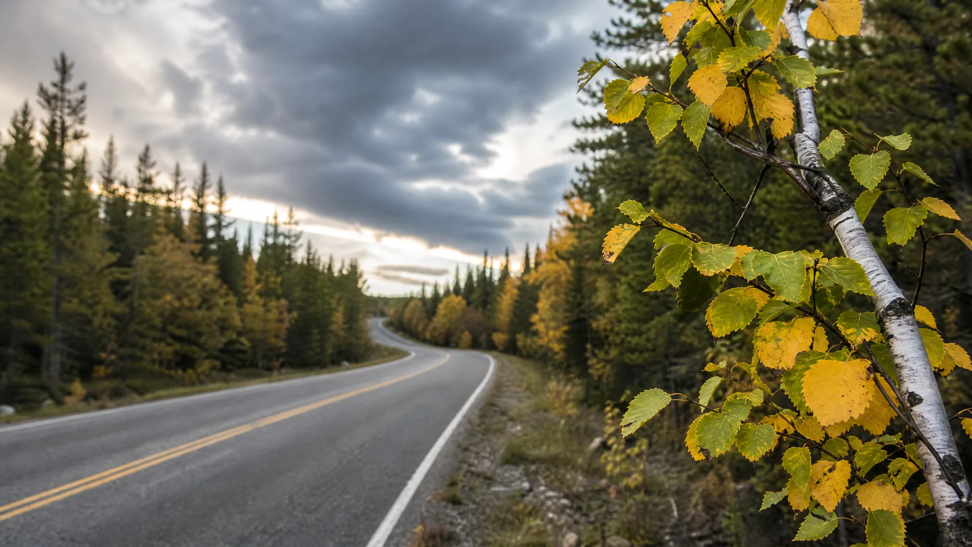 A two-lane paved road with yellow center lines curves through conifer forest under a cloudy sky, with a birch branch bearing yellow-green leaves in the foreground at right.