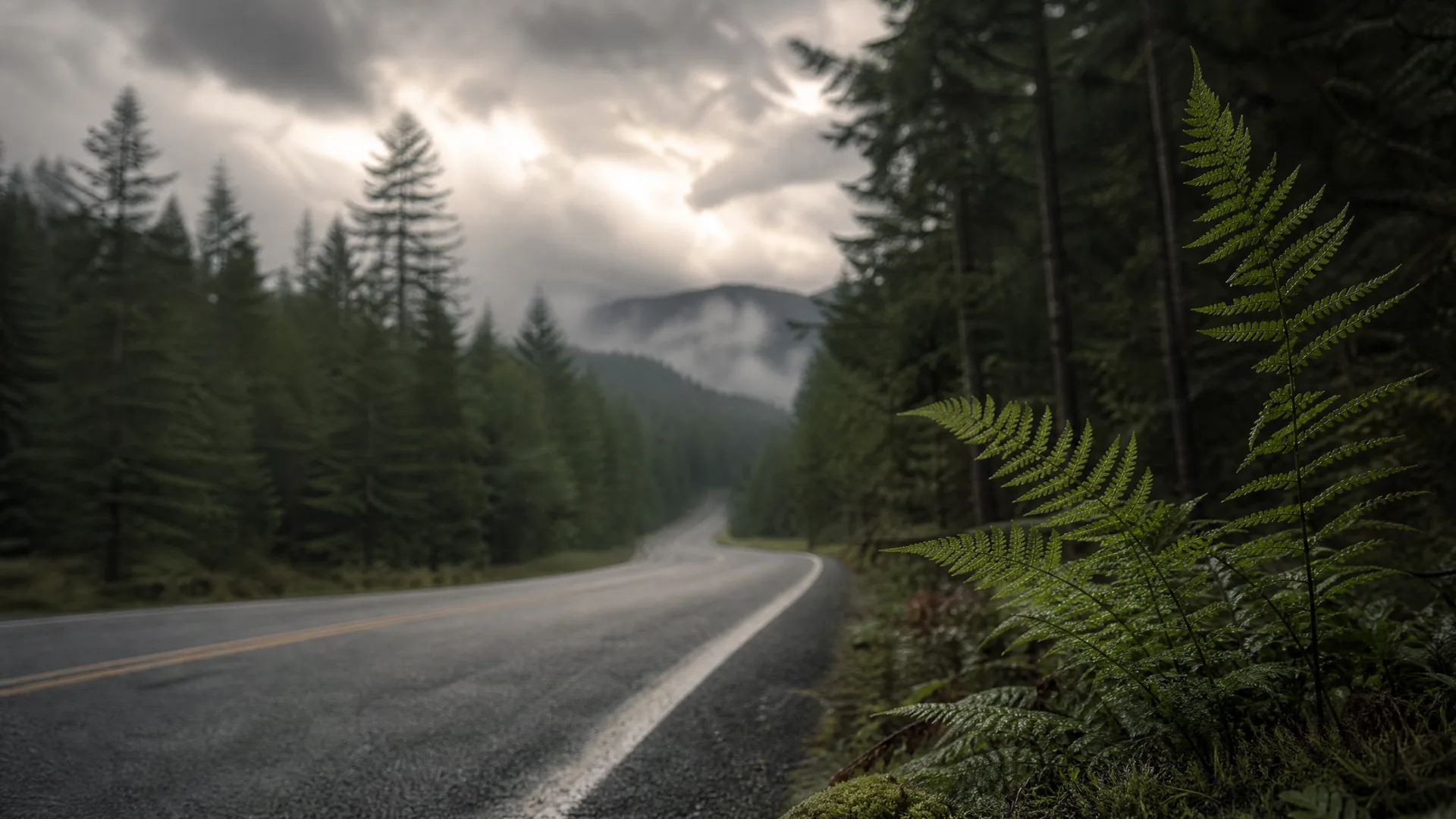 A wet two-lane road with a yellow center line curves through dense conifer forest toward a mist-covered mountain under heavy gray clouds, with ferns in the foreground at right.
